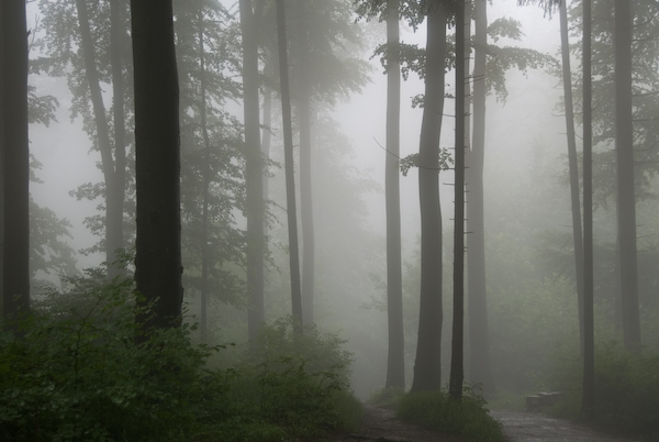 Wald beim Uetliberg bei Nebel