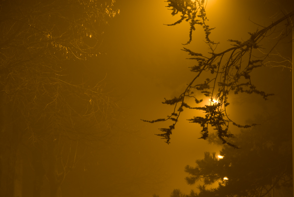 Nebelbäume in Nidau