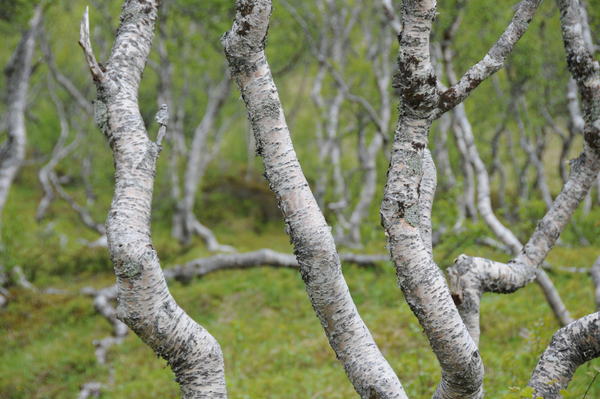 Bäume im Wald oberhalb von Bodø