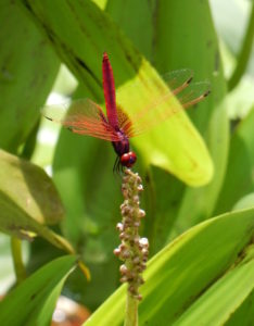 Dragonfly