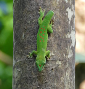 Gecko without tail
