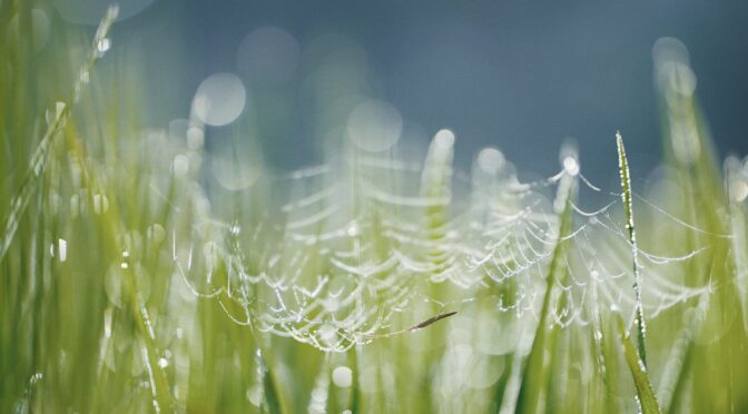 https://www.pexels.com/photo/water-droplets-on-green-grass-4068971/