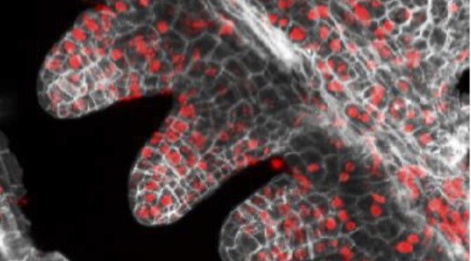 The Role of Linker Histones in Plant Reproduction and Seed Formation