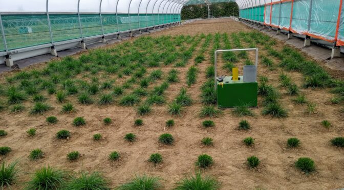 Ensuring resilient grasslands: How do forage grasses tackle droughts?