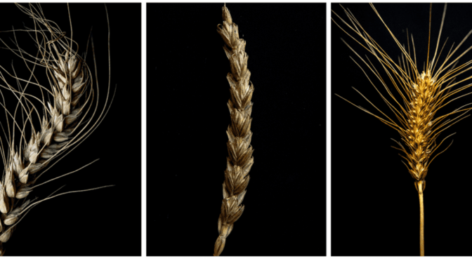From the Himalayas to Global Fields: Preserving Wheat Diversity to Combat Yellow Rust
