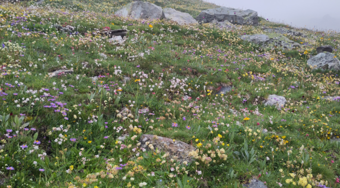 How Alpine Plants use Chemicals for Communication and Why this can be relevant for Conservation